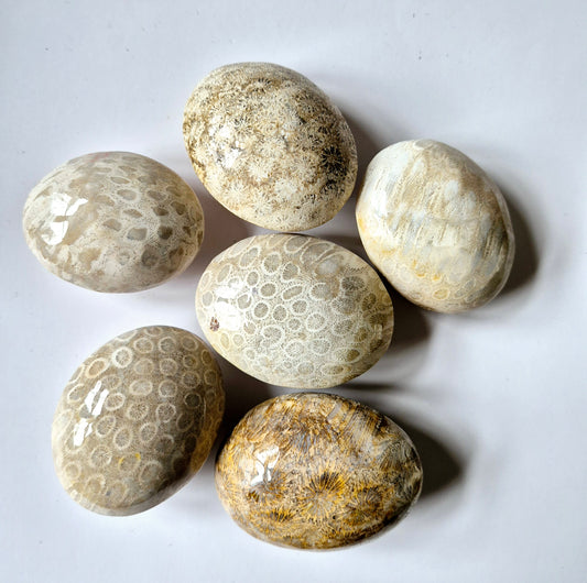 Crystal Coral Jade Fossil Palm stone Stress Relief Healing Gift