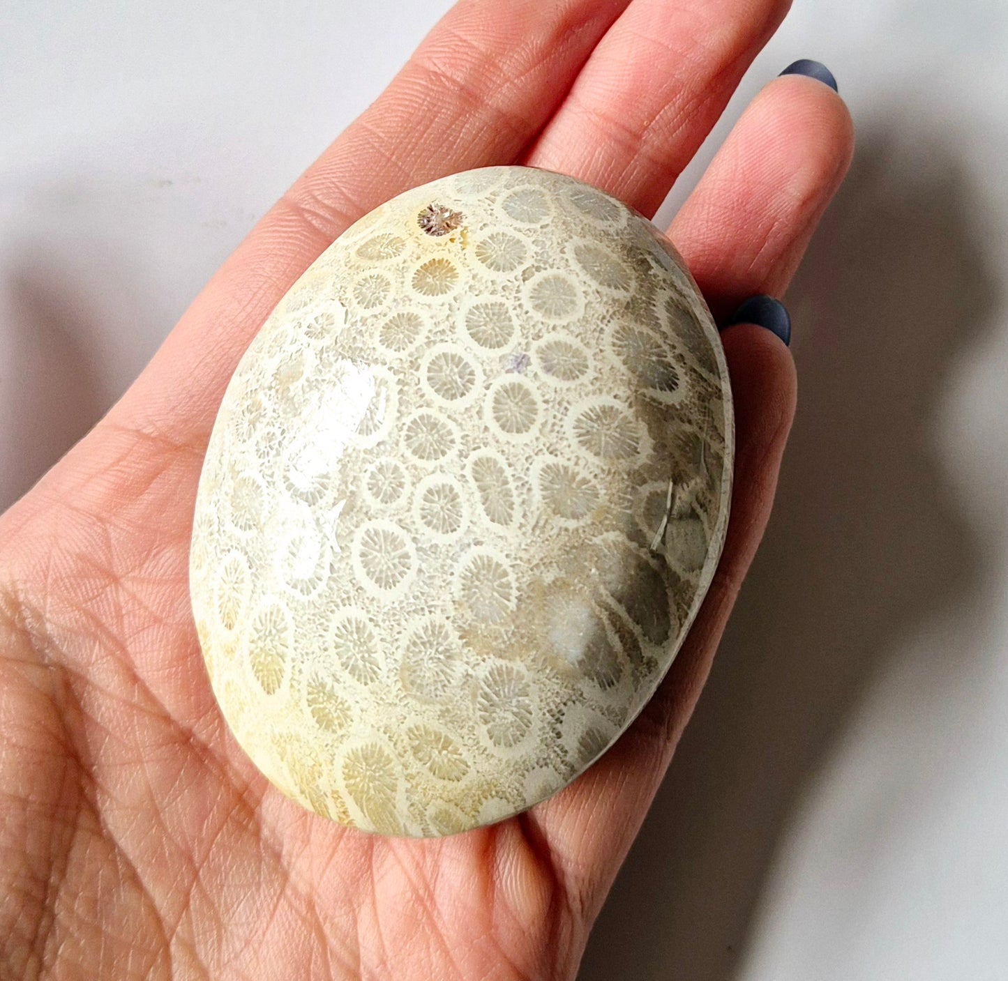 Kristall Koralle Jade Fossil Palmstein Stress Relief Heilung Geschenk