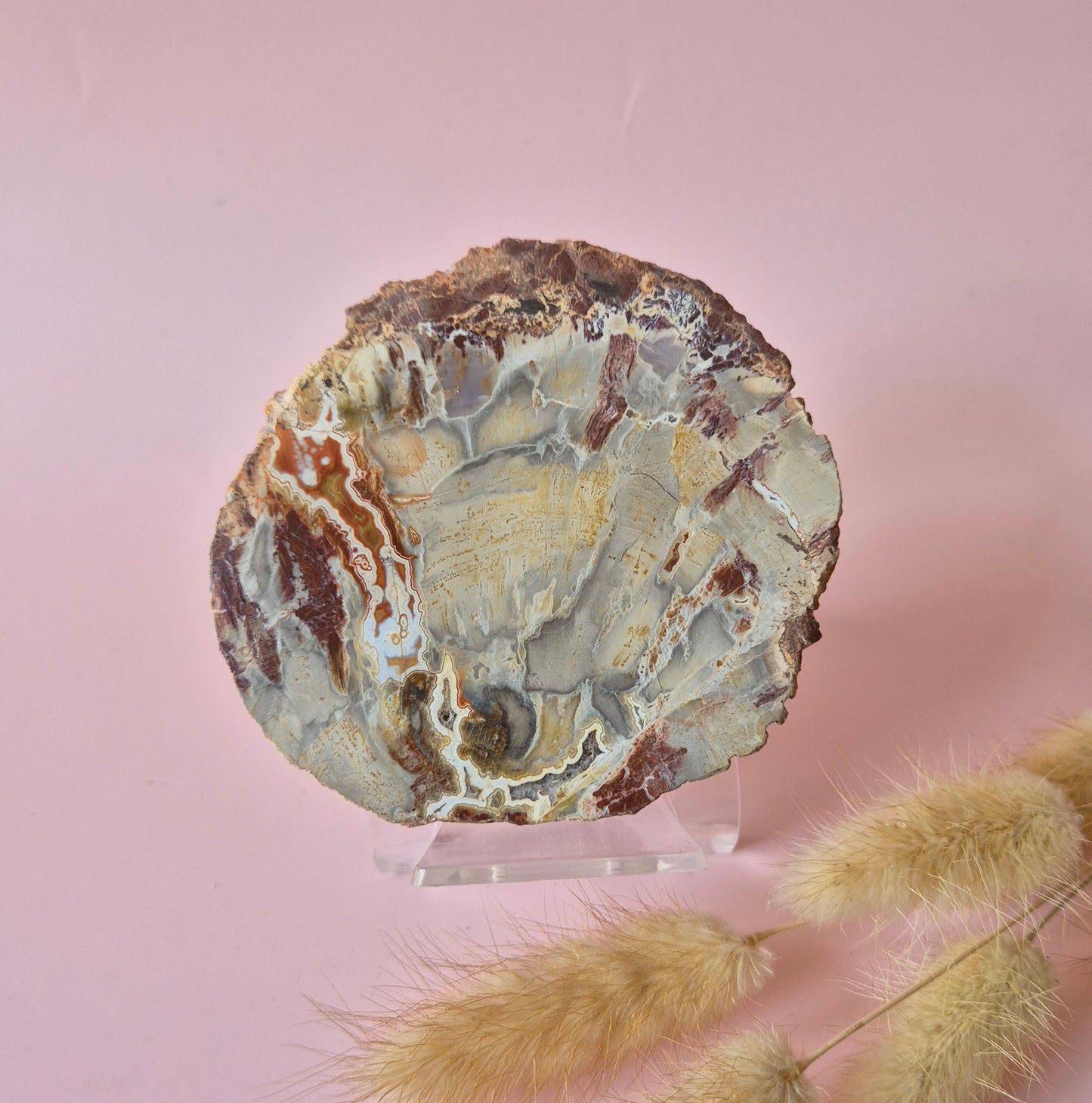 Versteinertes Holz Scheibe – Versteinertes Holz 200g | ca. 10–12 cm