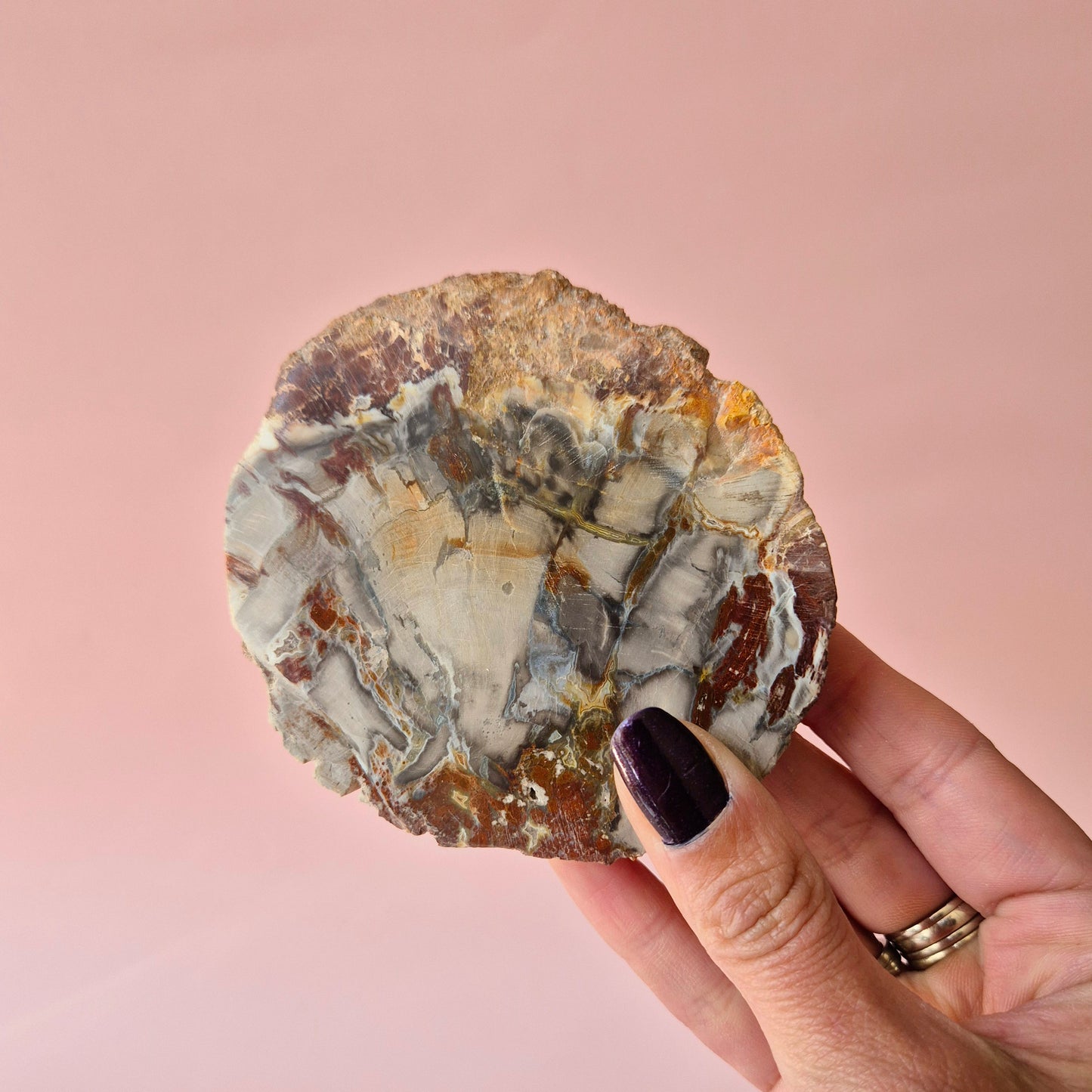 Versteinertes Holz Scheibe – Versteinertes Holz 200g | ca. 10–12 cm