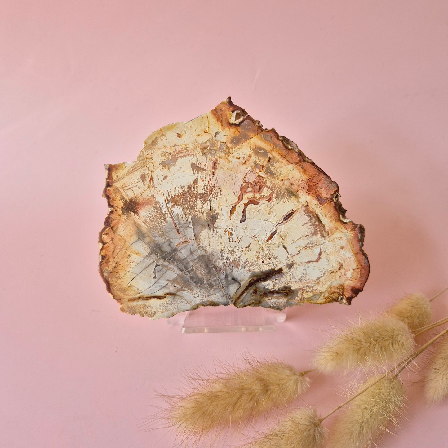 Versteinertes Holz Scheibe – Versteinertes Holz 200g | ca. 10–12 cm