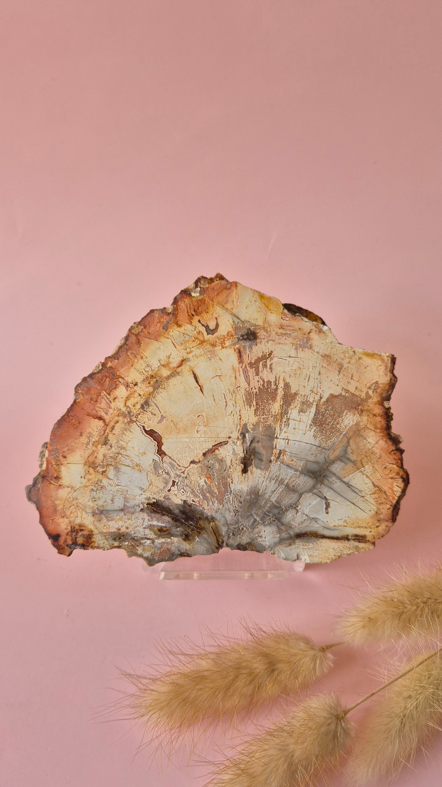 Versteinertes Holz Scheibe – Versteinertes Holz 200g | ca. 10–12 cm