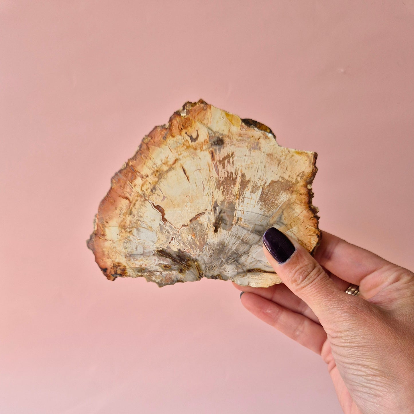Versteinertes Holz Scheibe – Versteinertes Holz 200g | ca. 10–12 cm