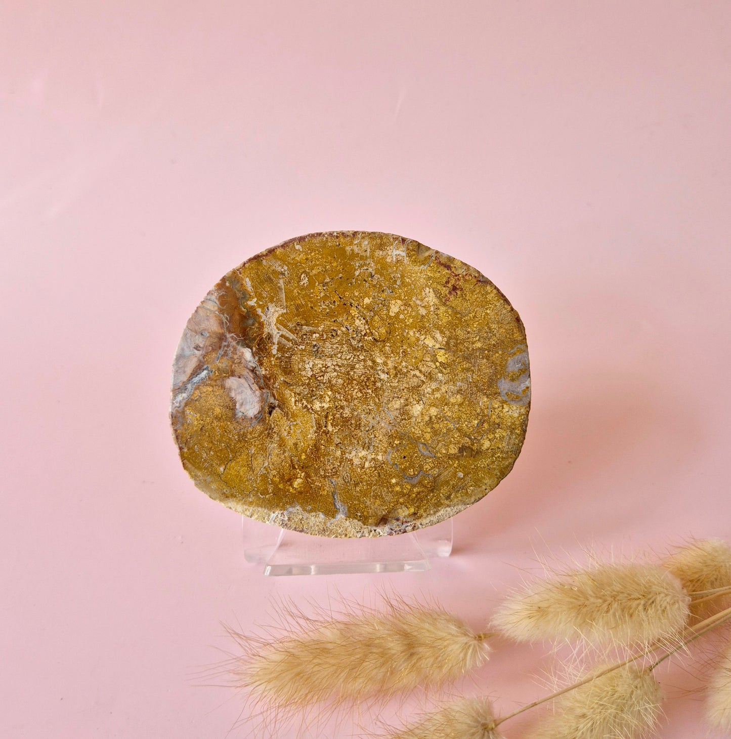 Versteinertes Holz Scheibe – Versteinertes Holz 200g | ca. 10–12 cm