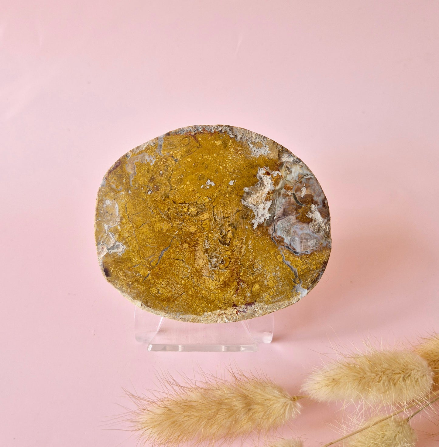 Versteinertes Holz Scheibe – Versteinertes Holz 200g | ca. 10–12 cm