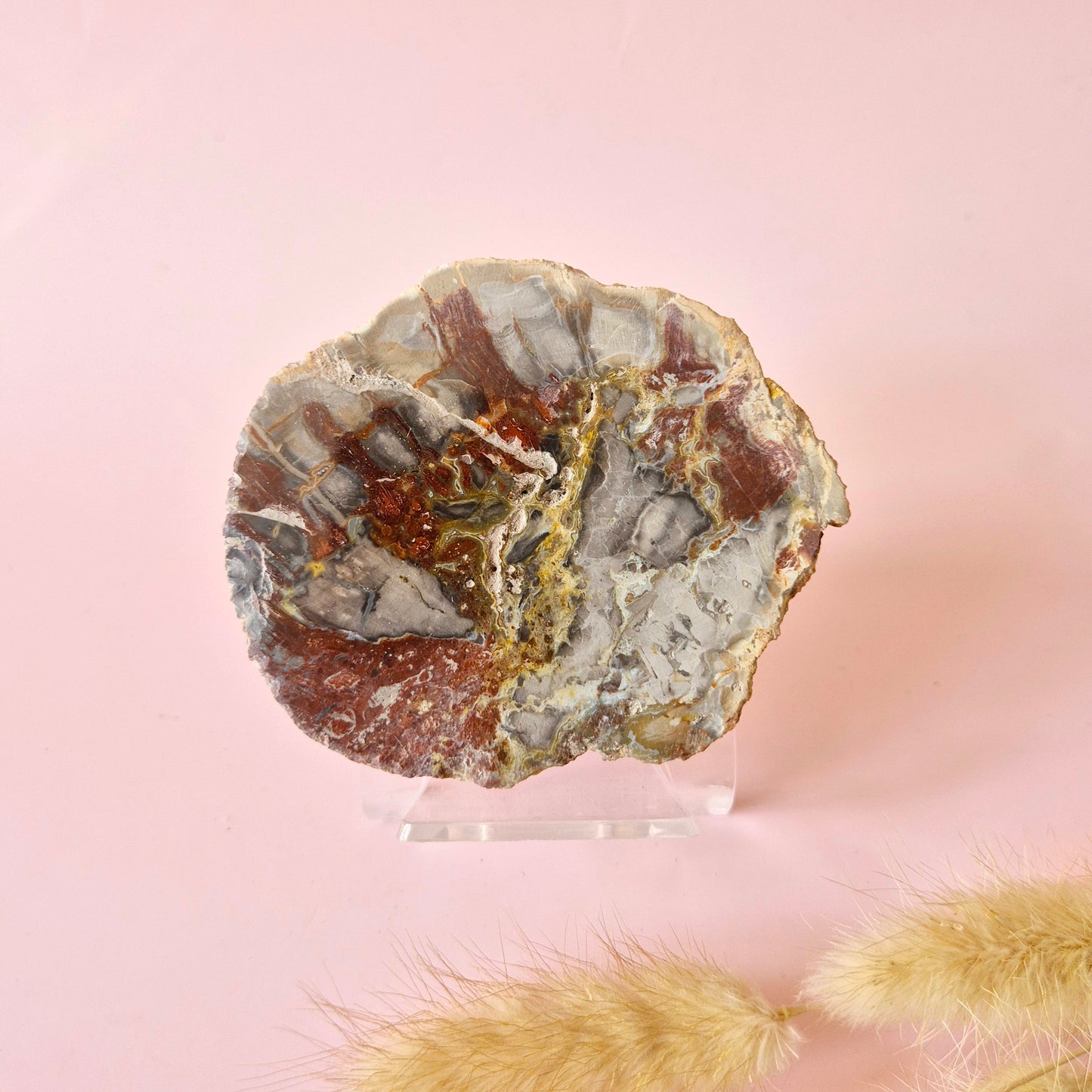 Versteinertes Holz Scheibe – Versteinertes Holz 200g | ca. 10–12 cm