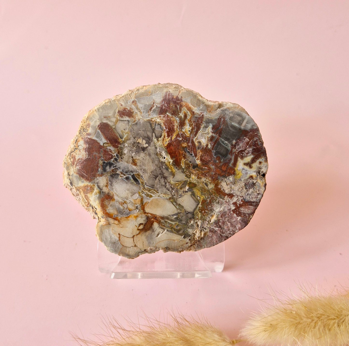 Versteinertes Holz Scheibe – Versteinertes Holz 200g | ca. 10–12 cm