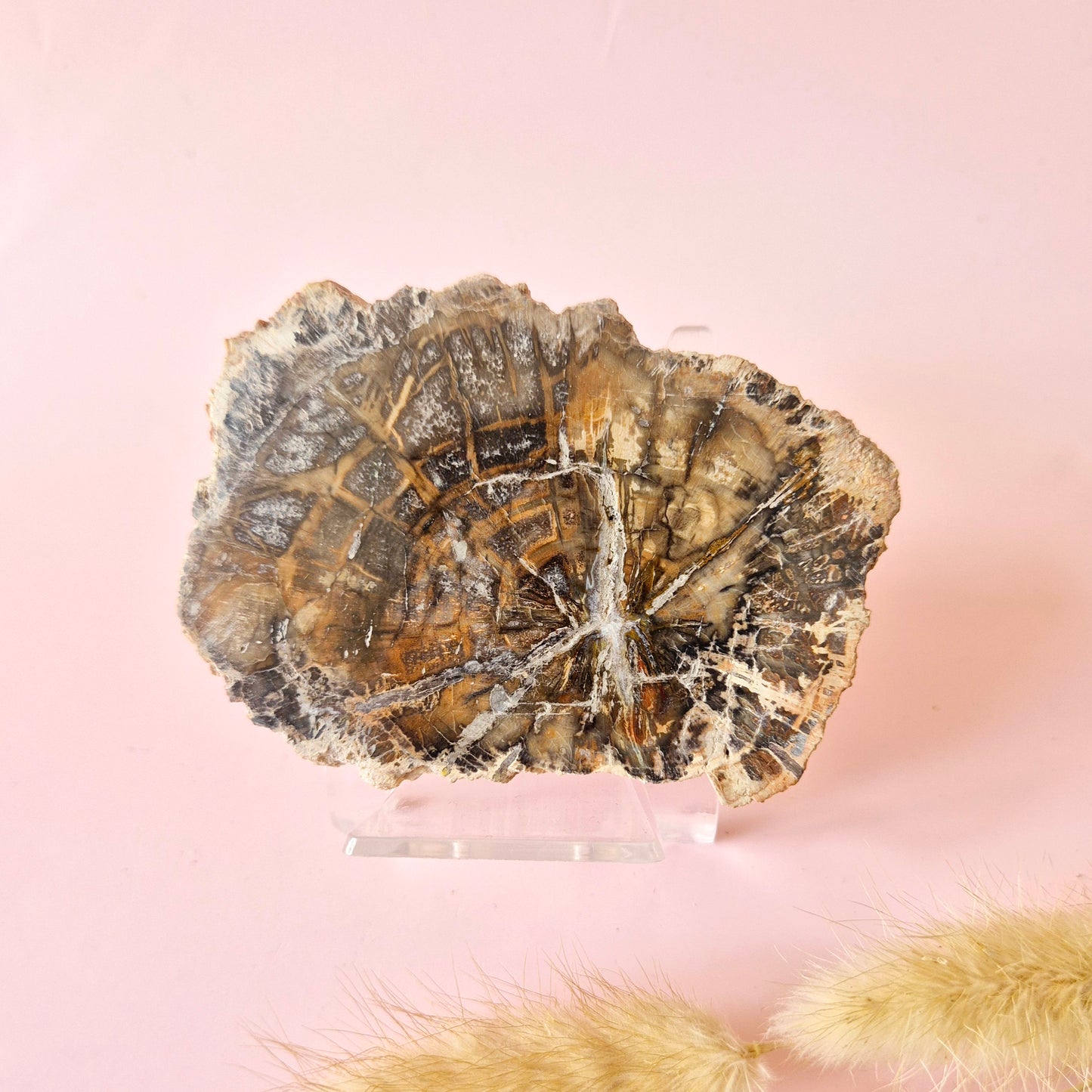 Versteinertes Holz Scheibe – Versteinertes Holz 200g | ca. 10–12 cm