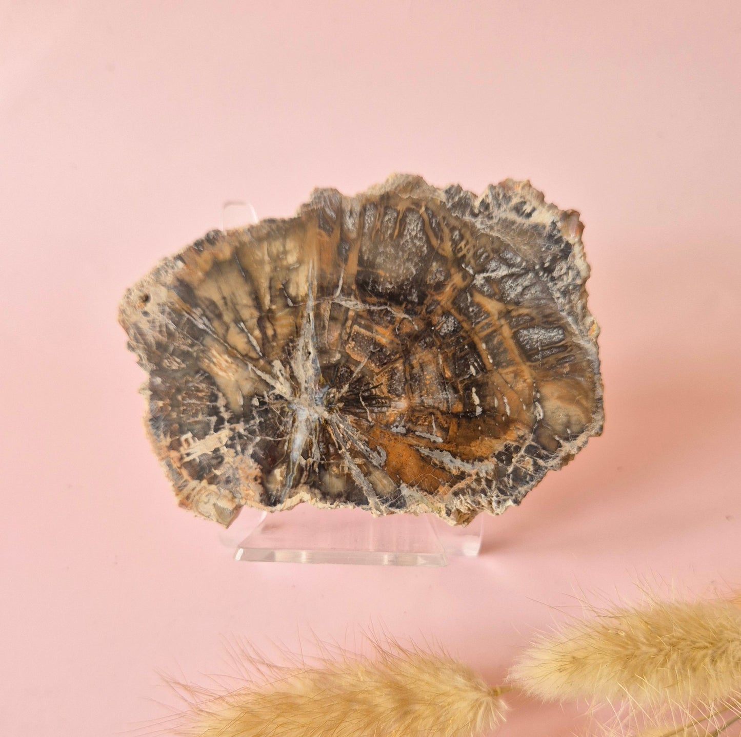 Versteinertes Holz Scheibe – Versteinertes Holz 200g | ca. 10–12 cm