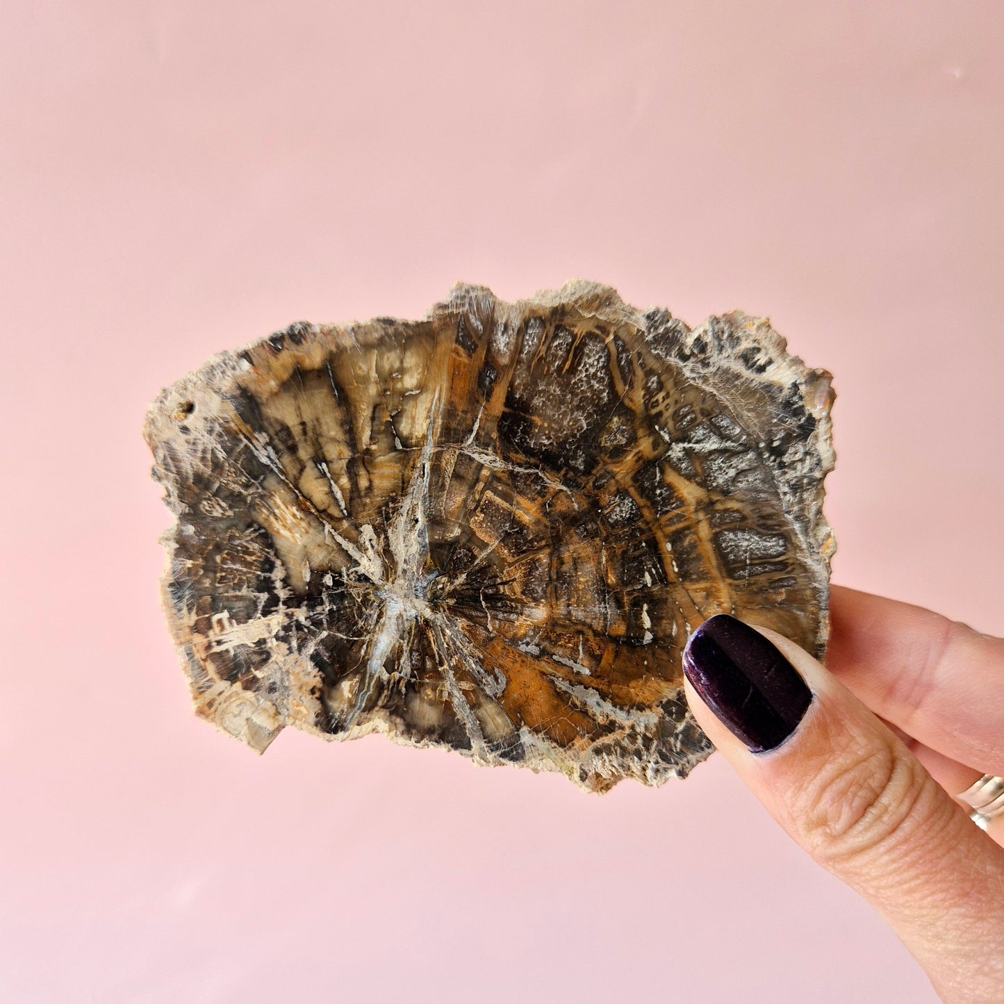 Versteinertes Holz Scheibe – Versteinertes Holz 200g | ca. 10–12 cm
