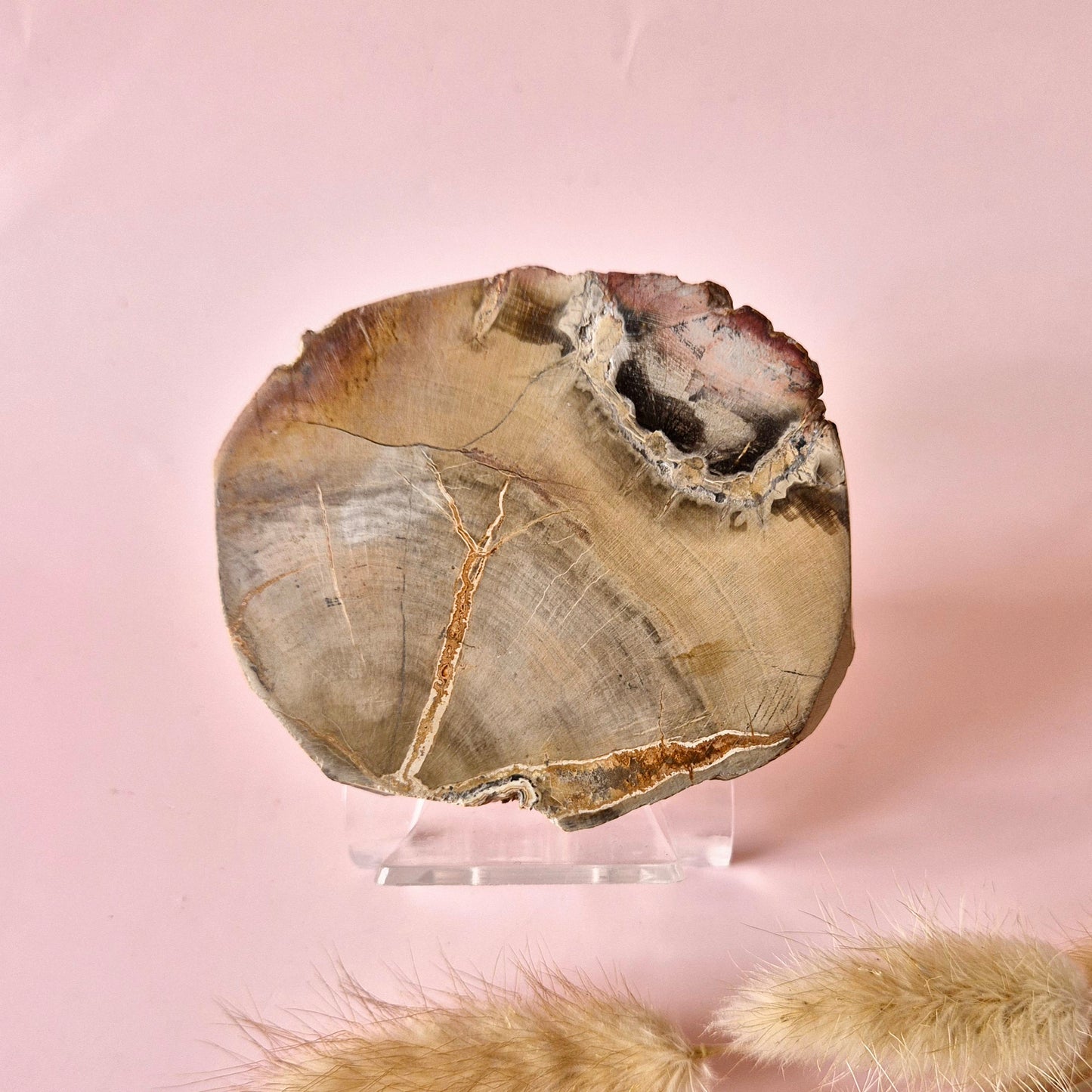 Versteinertes Holz Scheibe – Versteinertes Holz 200g | ca. 10–12 cm