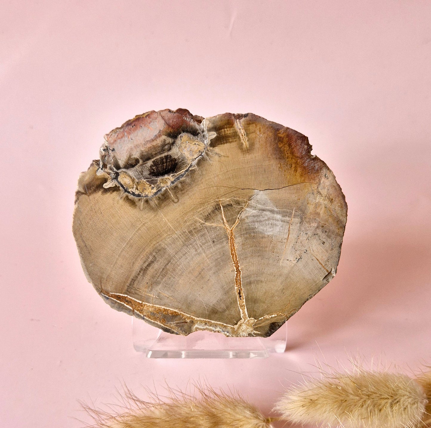 Versteinertes Holz Scheibe – Versteinertes Holz 200g | ca. 10–12 cm