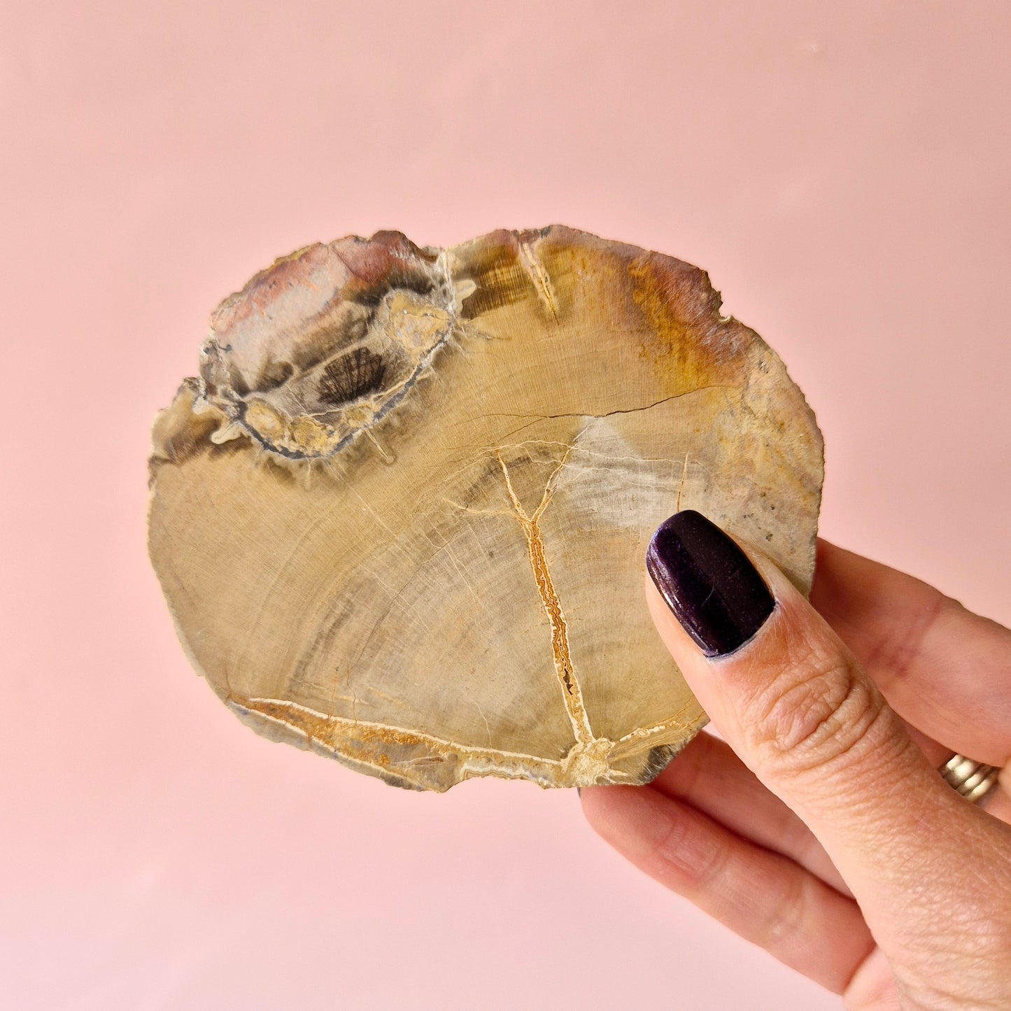 Versteinertes Holz Scheibe – Versteinertes Holz 200g | ca. 10–12 cm