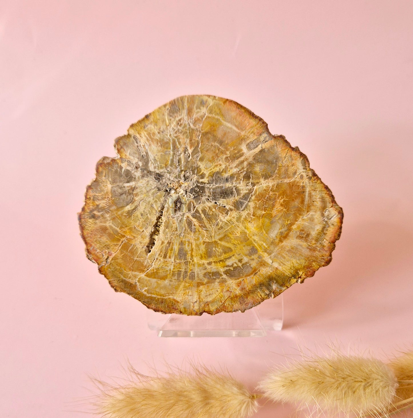 Versteinertes Holz Scheibe – Versteinertes Holz 200g | ca. 10–12 cm