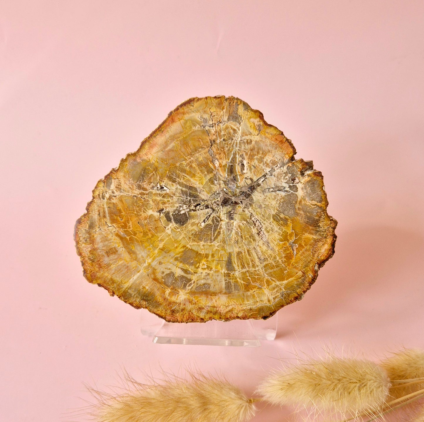Versteinertes Holz Scheibe – Versteinertes Holz 200g | ca. 10–12 cm