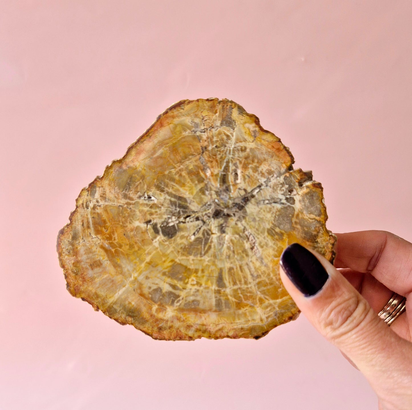Versteinertes Holz Scheibe – Versteinertes Holz 200g | ca. 10–12 cm
