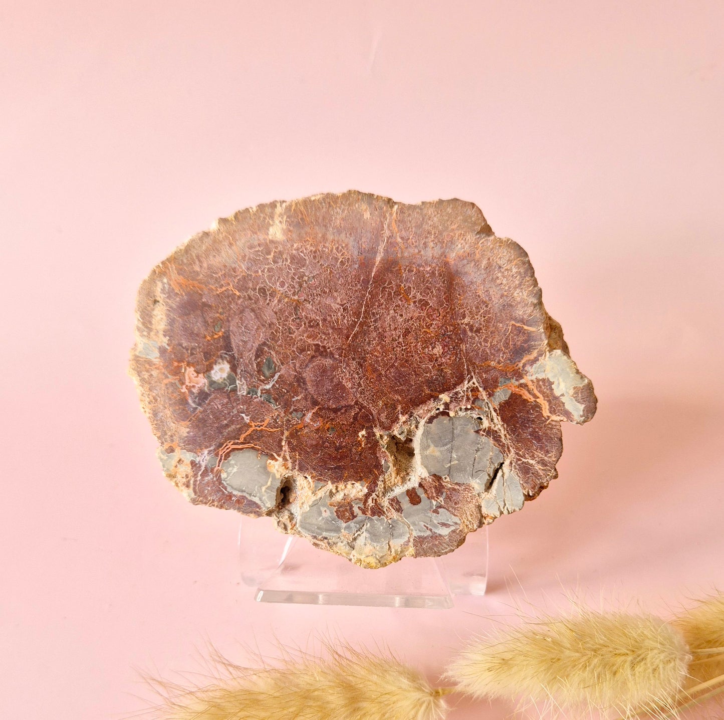 Versteinertes Holz Scheibe – Versteinertes Holz 200g | ca. 10–12 cm