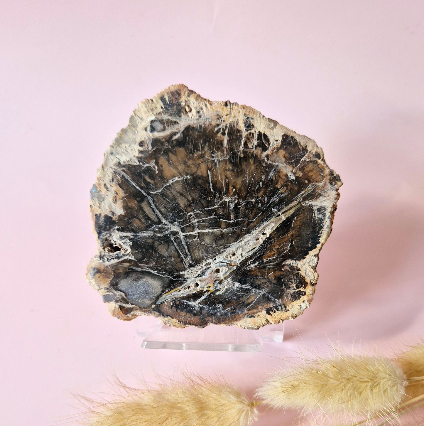 Versteinertes Holz Scheibe – Versteinertes Holz 200g | ca. 10–12 cm