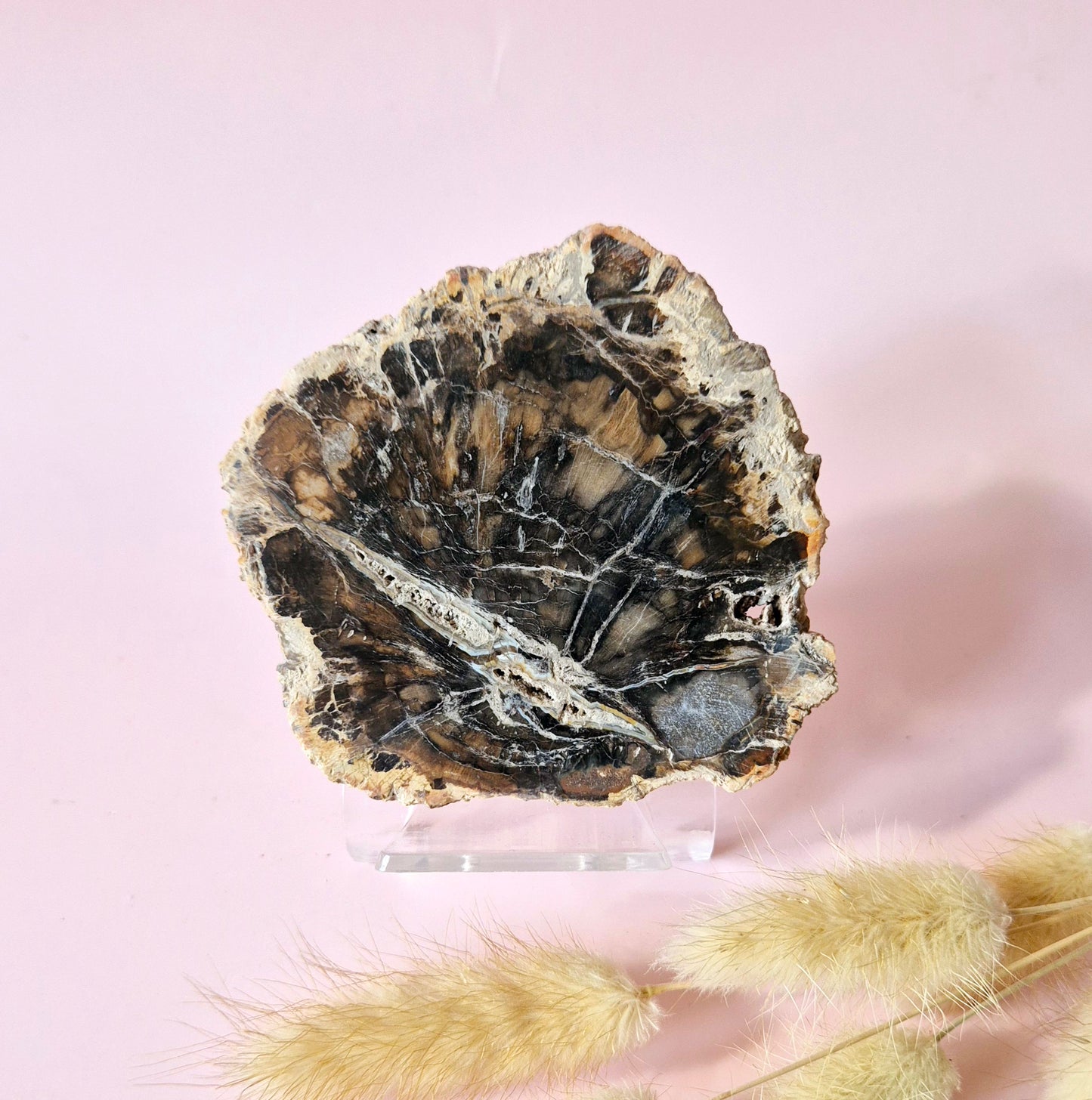 Versteinertes Holz Scheibe – Versteinertes Holz 200g | ca. 10–12 cm