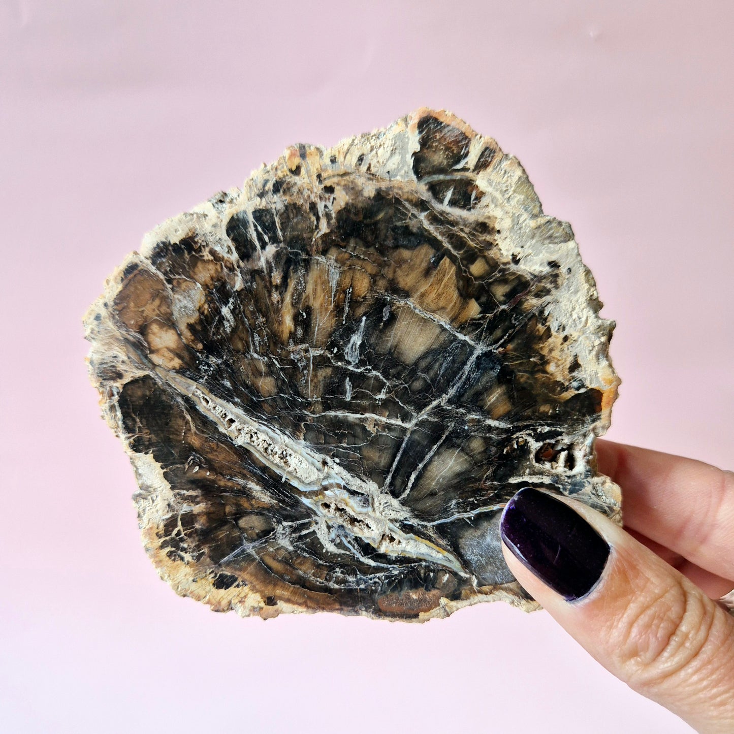 Versteinertes Holz Scheibe – Versteinertes Holz 200g | ca. 10–12 cm