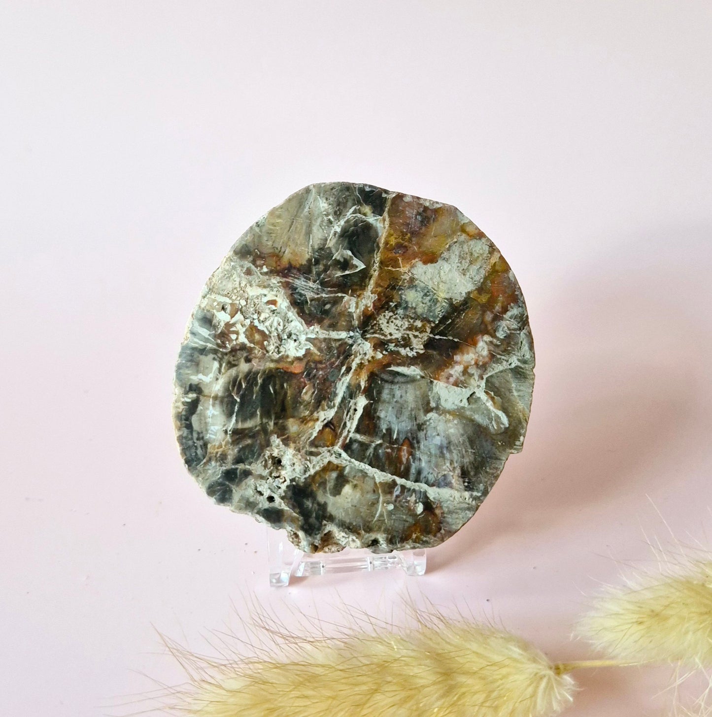 Versteinertes Holz Scheibe – Versteinertes Holz 200g | ca. 10–12 cm
