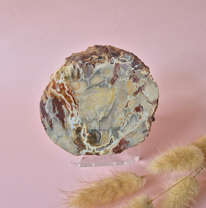 Versteinertes Holz Scheibe – Versteinertes Holz 200g | ca. 10–12 cm