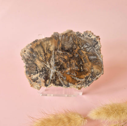Versteinertes Holz Scheibe – Versteinertes Holz 200g | ca. 10–12 cm