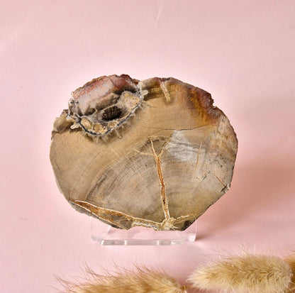Versteinertes Holz Scheibe – Versteinertes Holz 200g | ca. 10–12 cm
