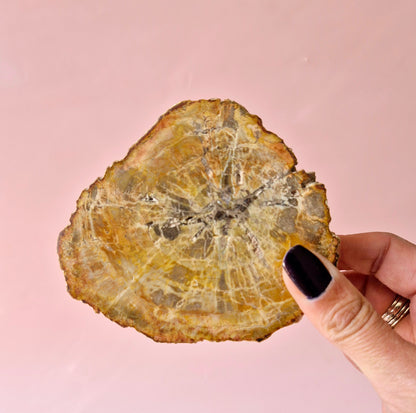 Versteinertes Holz Scheibe – Versteinertes Holz 200g | ca. 10–12 cm
