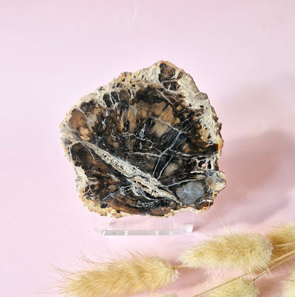 Versteinertes Holz Scheibe – Versteinertes Holz 200g | ca. 10–12 cm