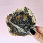 Versteinertes Holz Scheibe – Versteinertes Holz 200g | ca. 10–12 cm