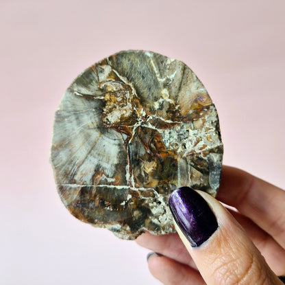 Versteinertes Holz Scheibe – Versteinertes Holz 200g | ca. 10–12 cm